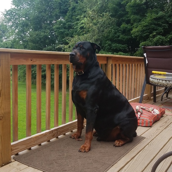 Meet your Posher, Eileen - Picture 3 of 5